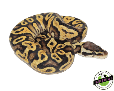 pastel yellowbelly ball python for sale, buy reptiles online