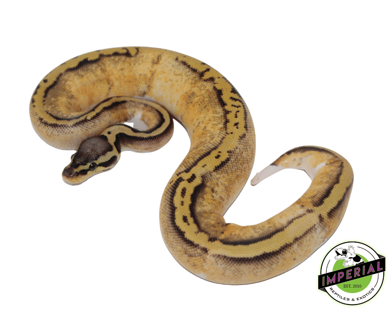 Pastel Yellowbelly Pied Ball Python For Sale - Imperial Reptiles ...
