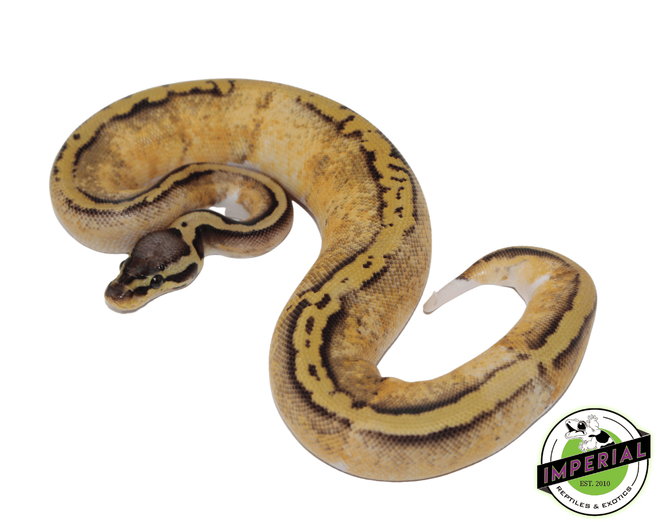 pastel yellowbelly pied ball python for sale, buy reptiles online