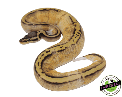 pastel yellowbelly pied ball python for sale, buy reptiles online