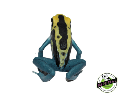 patricia poison dart frog for sale, buy reptiles online