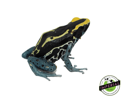 patricia poison dart frog for sale, buy reptiles online