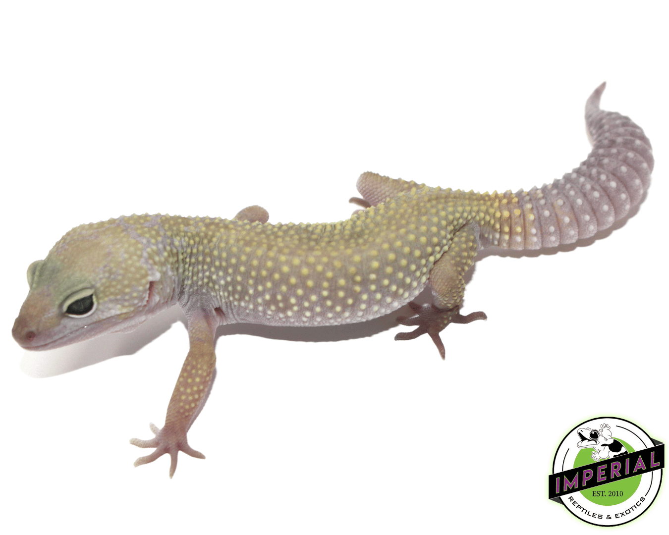 Leucistic/Patternless Leopard Gecko Adult