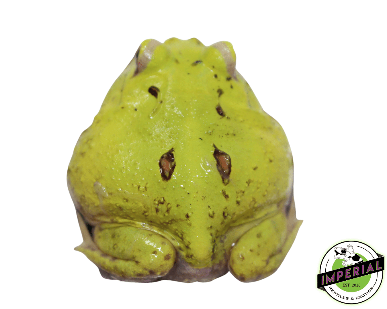 Patternless Green Booger PacMan Frog For Sale - Imperial Reptiles