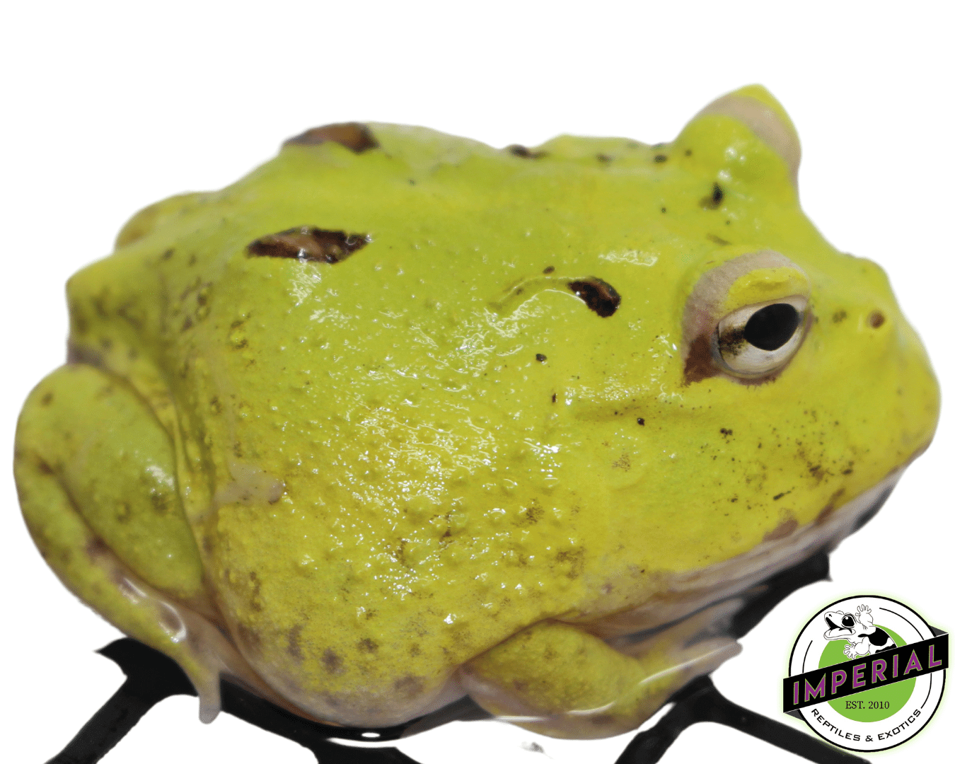 patternless pacman frog for sale, buy amphibians online
