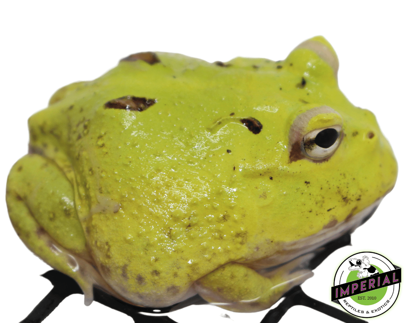 Patternless Green Booger PacMan Frog For Sale - Imperial Reptiles