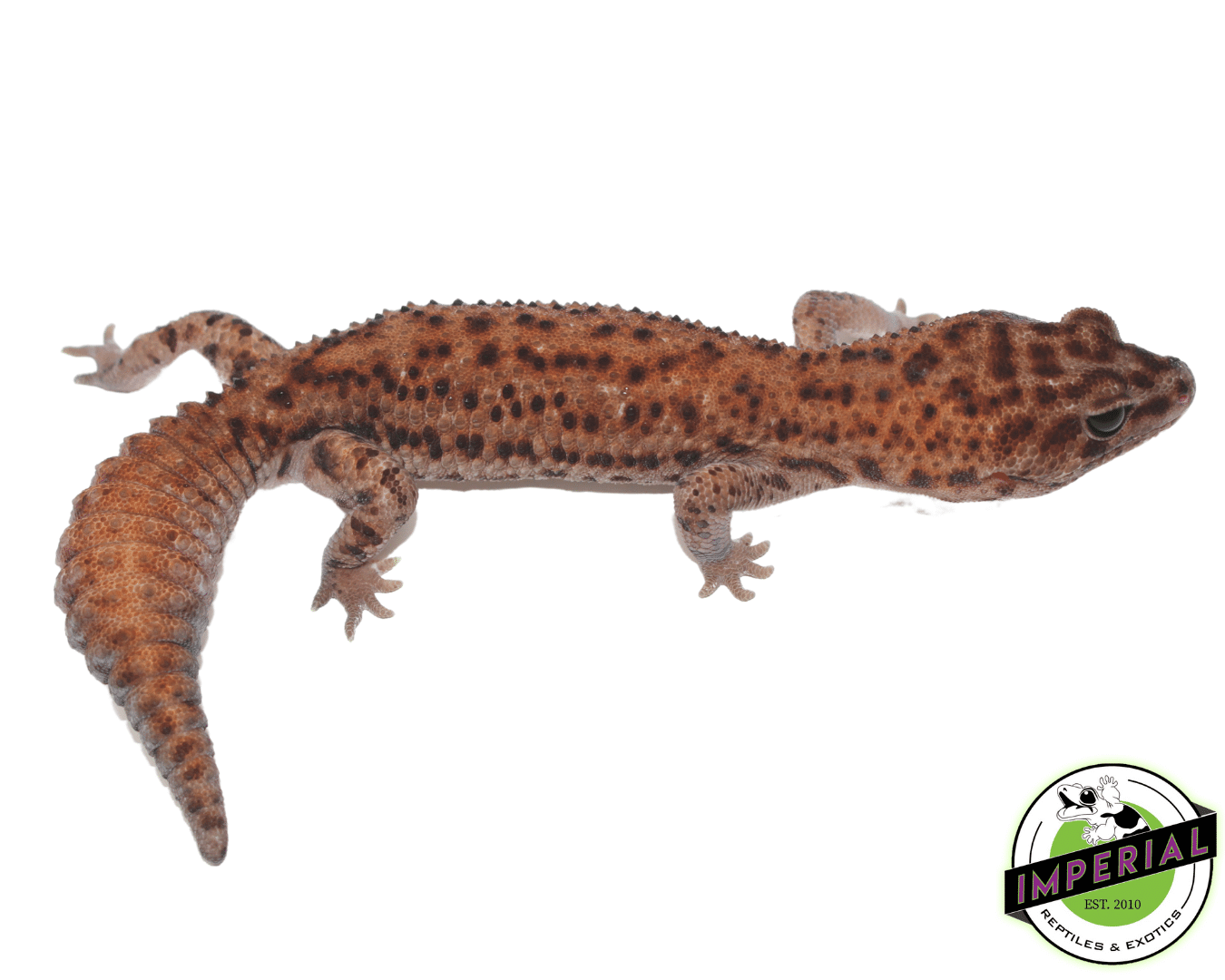 Patternless whiteout African Fat Tail gecko for sale, buy reptiles online