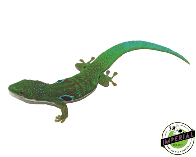 peacock day gecko for sale, buy reptiles online