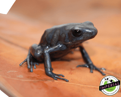 Pena Blanca poison dart frog for sale, buy reptiles online