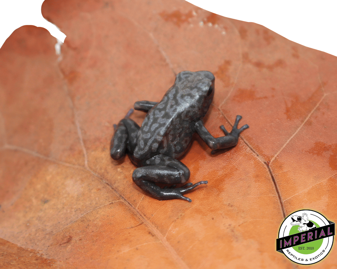 Pena Blanca poison dart frog for sale, buy reptiles online