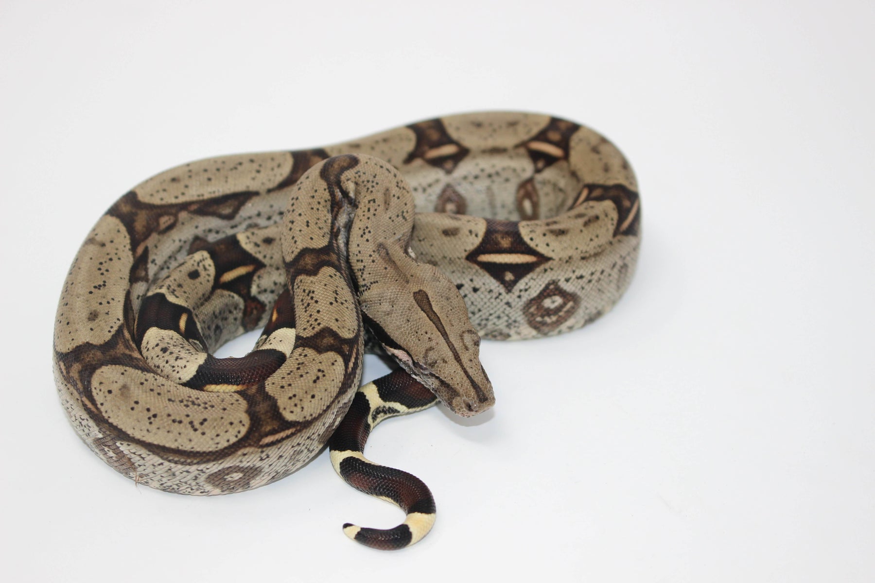 Peruvian Red Tail Boa Constrictor For Sale Imperial Reptiles