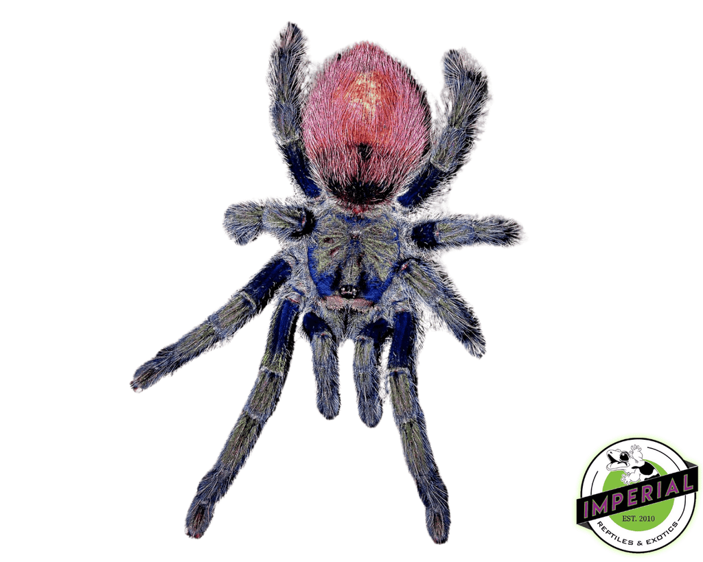 peruvian-flame-rump-tarantula- peruvian-flame-rump-tarantula-