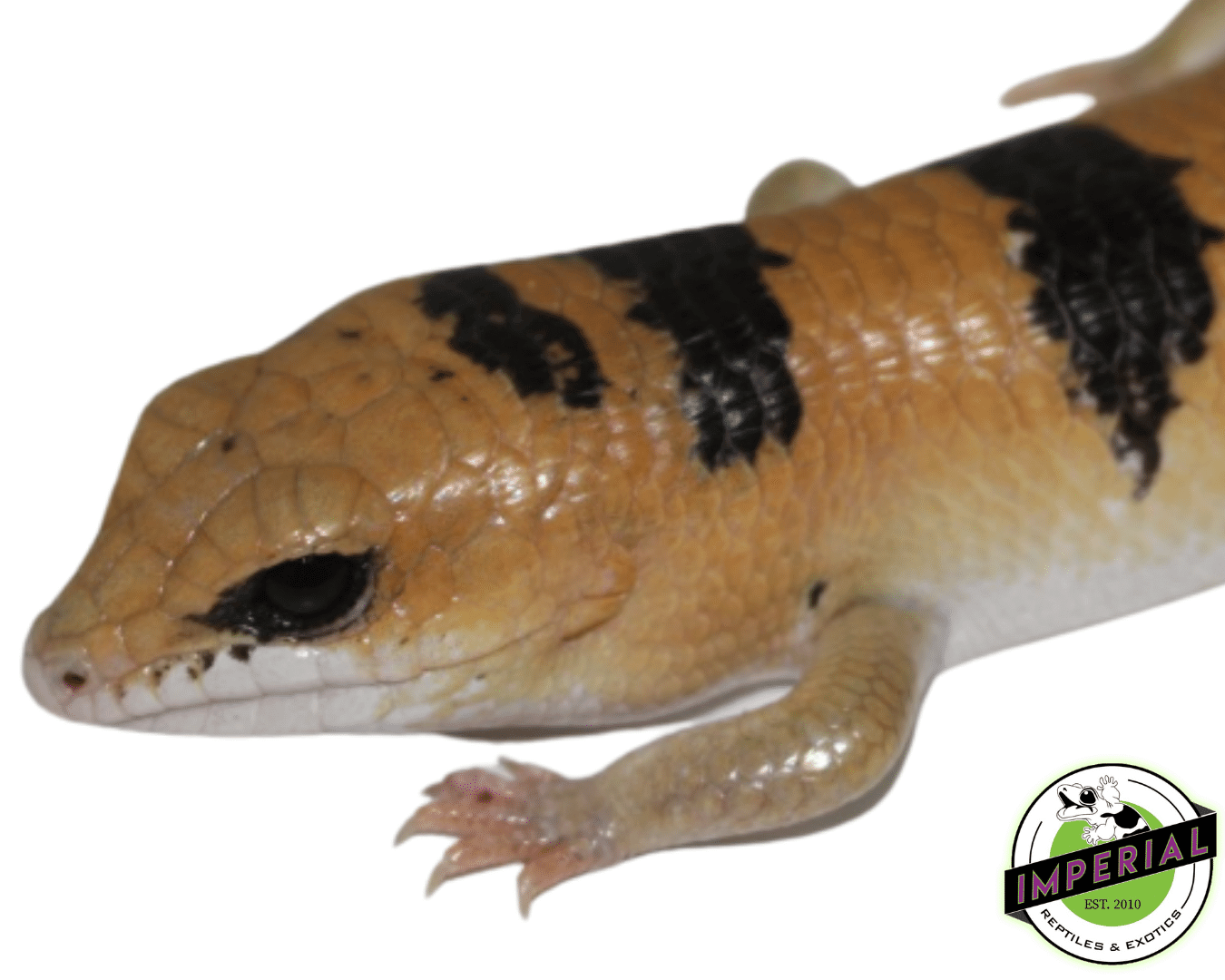 peters banded skink for sale, buy reptiles online