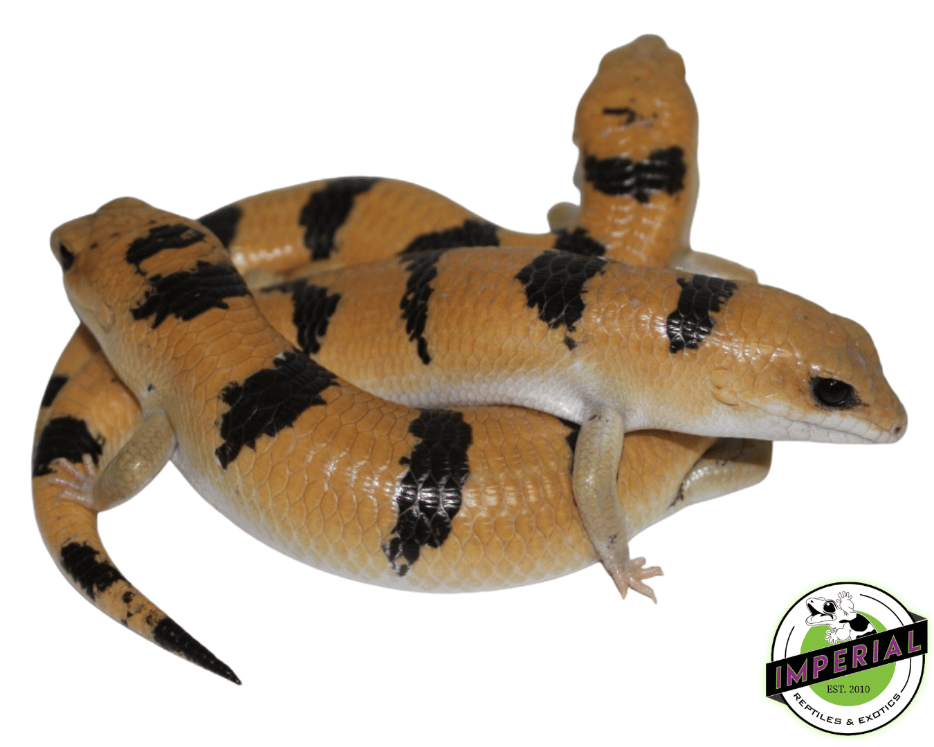 peters banded skink for sale, buy reptiles online
