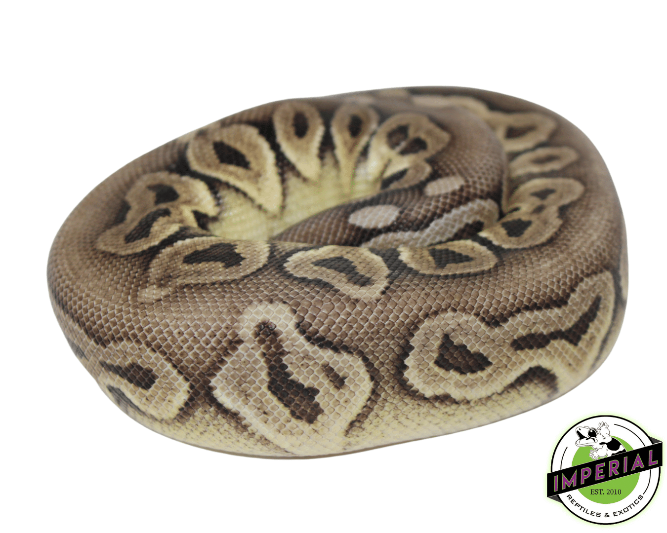 pewter ball python for sale, buy reptiles online