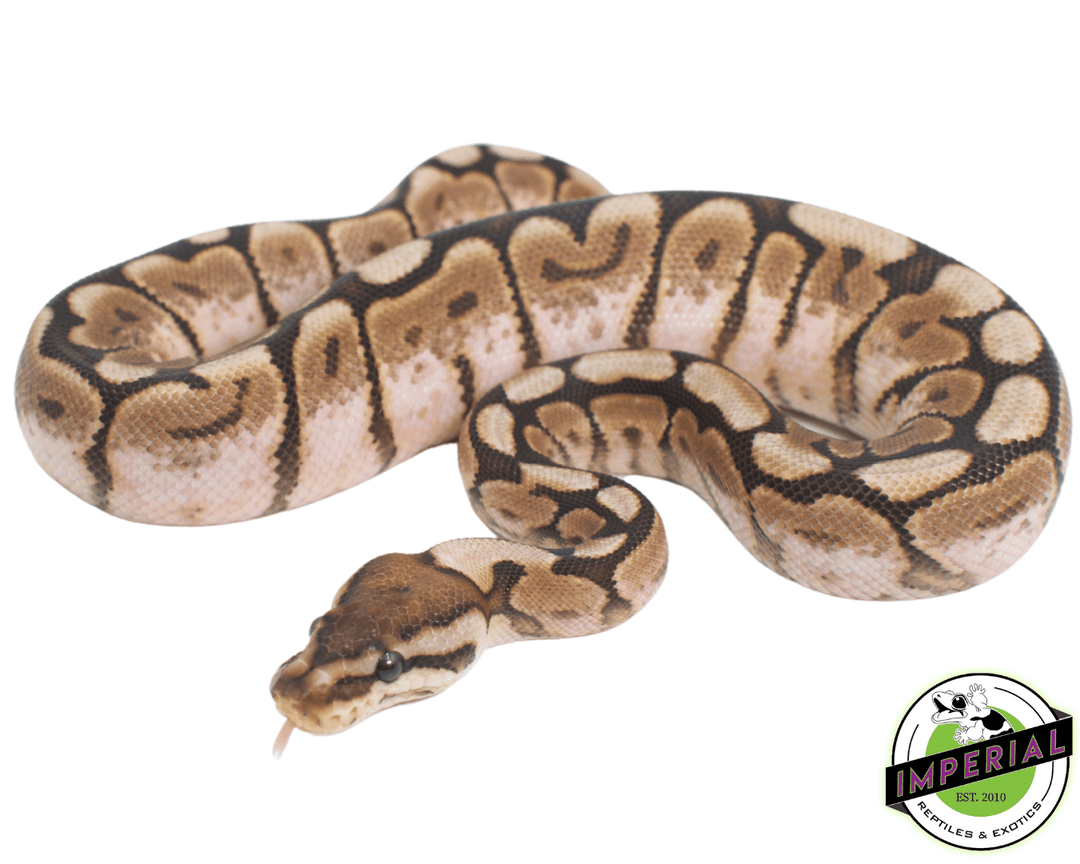 Pewter Ball Python For Sale - Imperial Reptiles – IMPERIAL