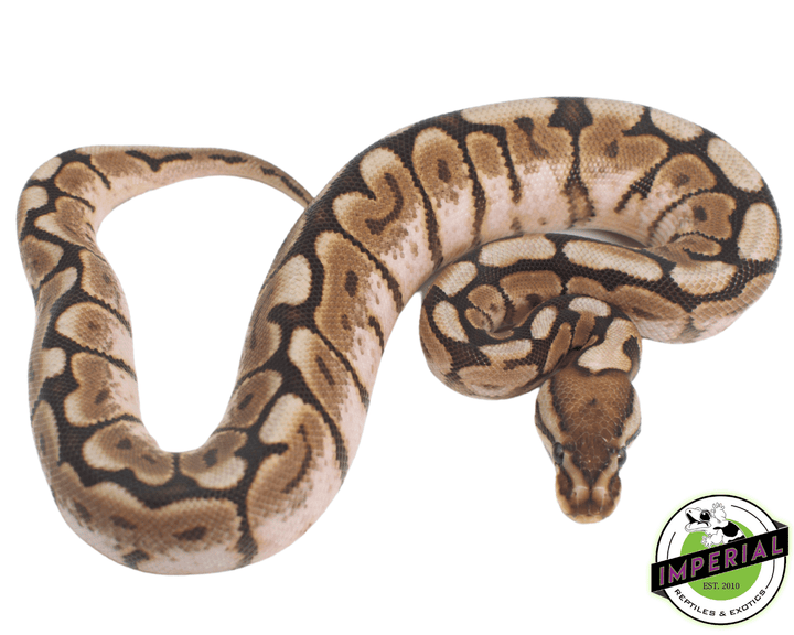 pewter-bee-ball-pythons-for-