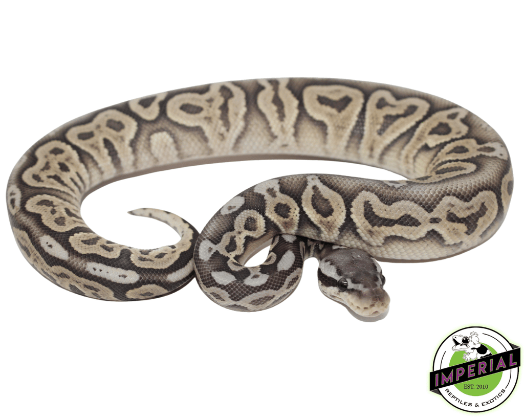 Dark Large Ball Python Black Pewter Ghost Ball Python