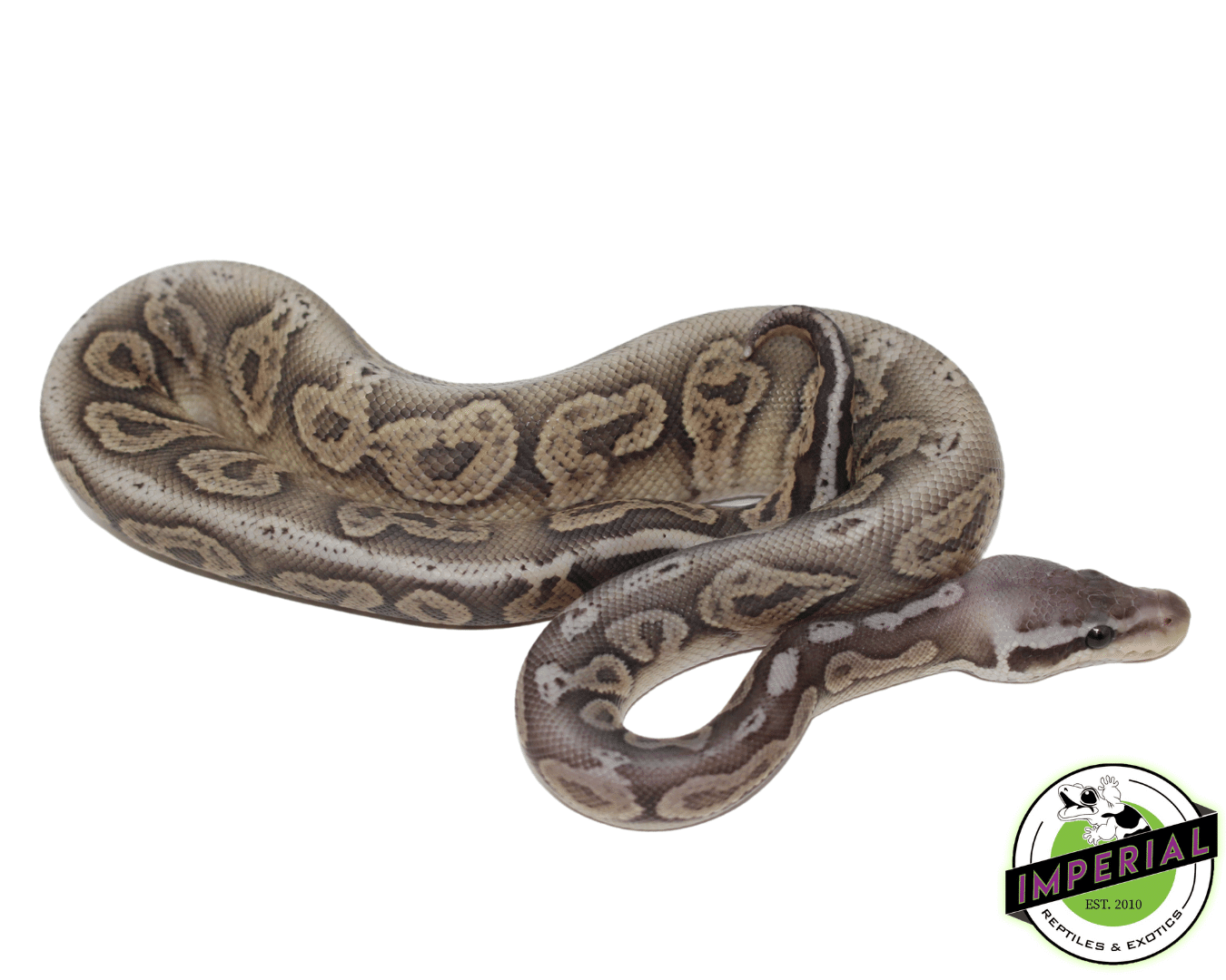 pewter ghost ball python for sale, buy reptiles online