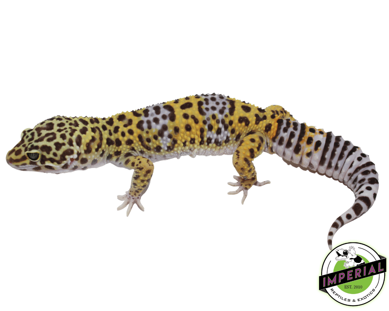 ph rainwater bae leopard gecko for sale, buy reptiles online