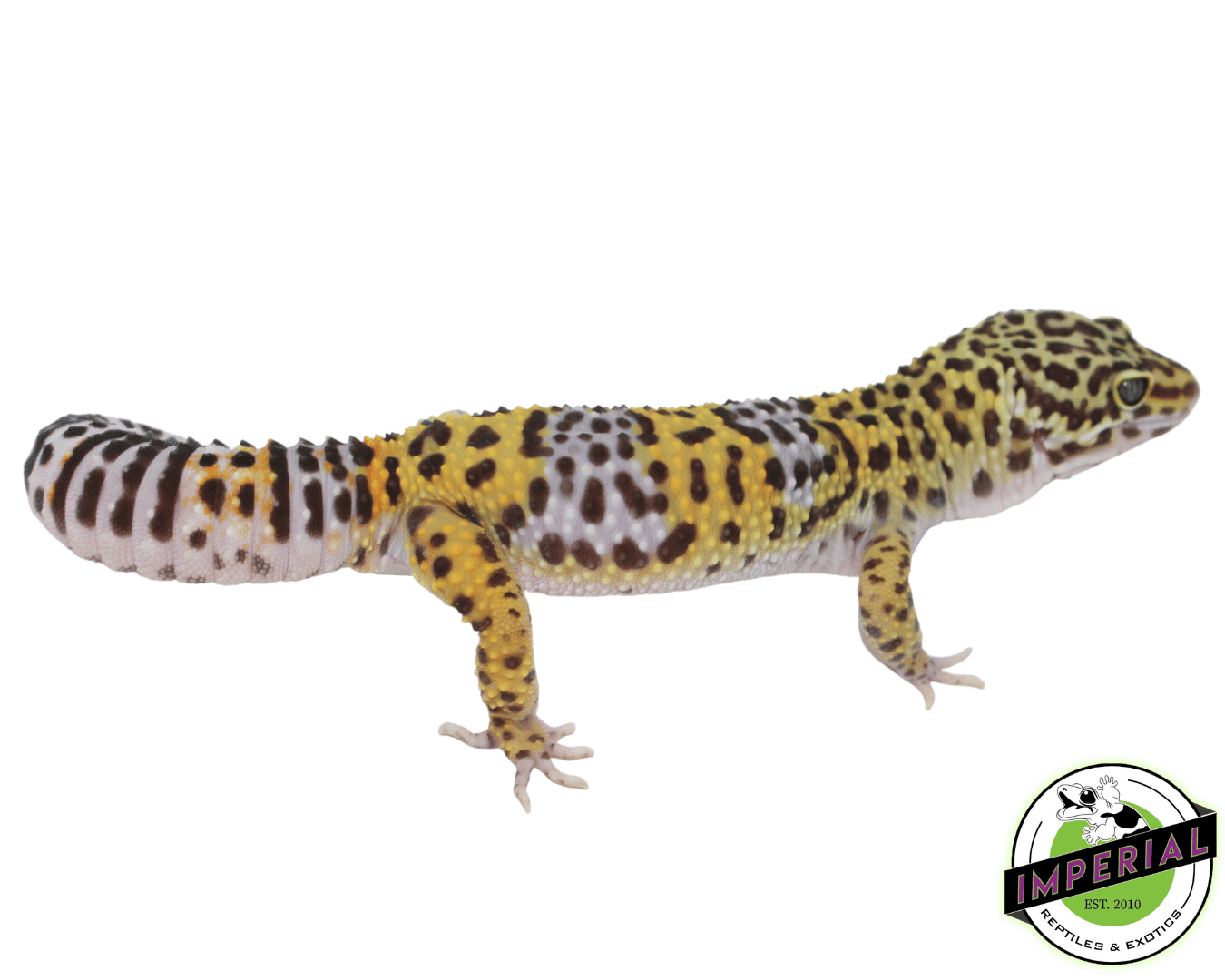 ph rainwater bae leopard gecko for sale, buy reptiles online