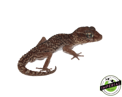 pictus gecko for sale, buy reptiles online