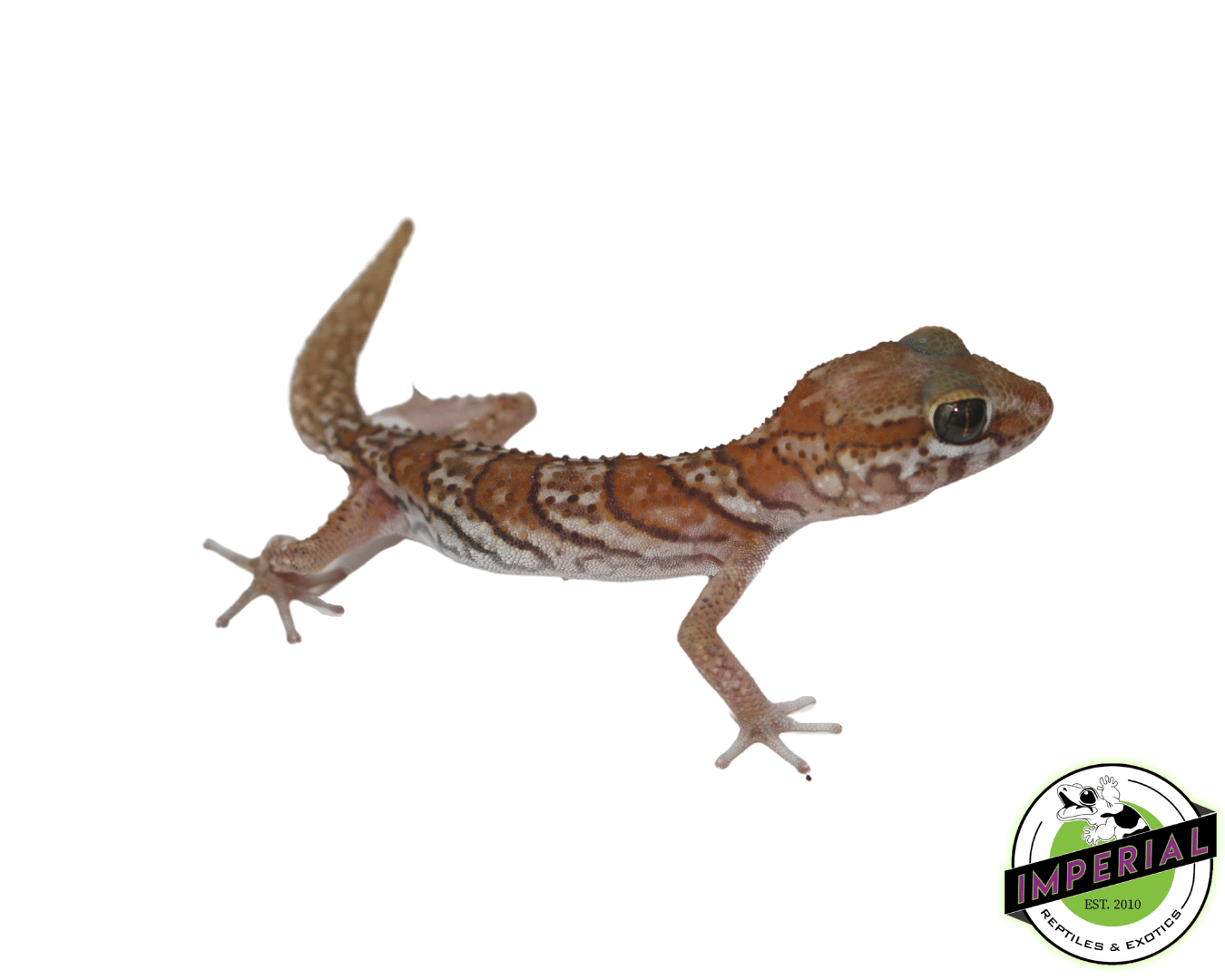 Pictus Geckos For Sale Imperial Reptiles IMPERIAL REPTILES & EXOTICS