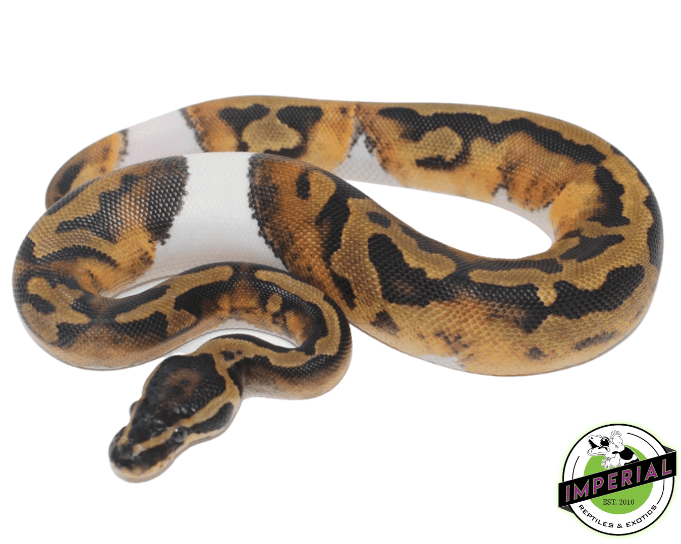 Axanthic Pied Ball Python