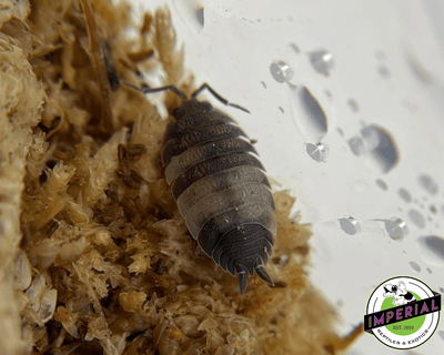 buy isopods for sale online. Isopod are bio active cleaners. These roly poly are a necessary clean up crew.