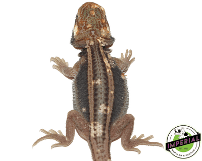 pied trans dunner bearded dragon for sale, buy reptiles online