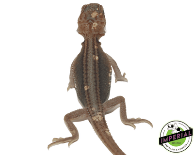 pied trans dunner bearded dragon for sale, buy reptiles online
