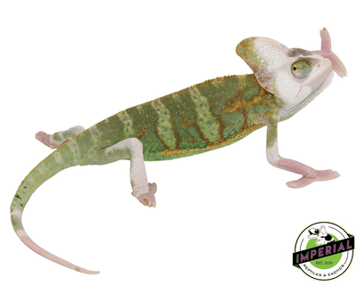 translucent veiled chameleon for sale, buy reptiles online
