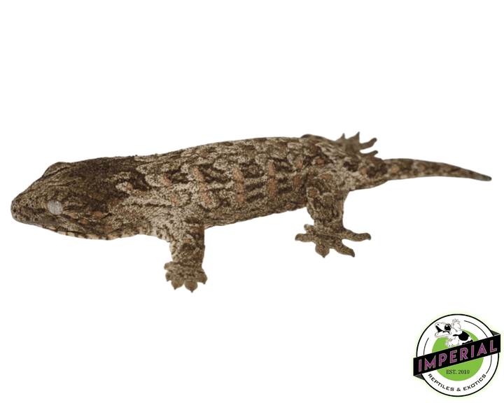 pine-island-Leachianus-Gecko-