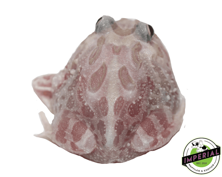 Mutant Pacman Frog For Sale - Imperial Reptiles – IMPERIAL