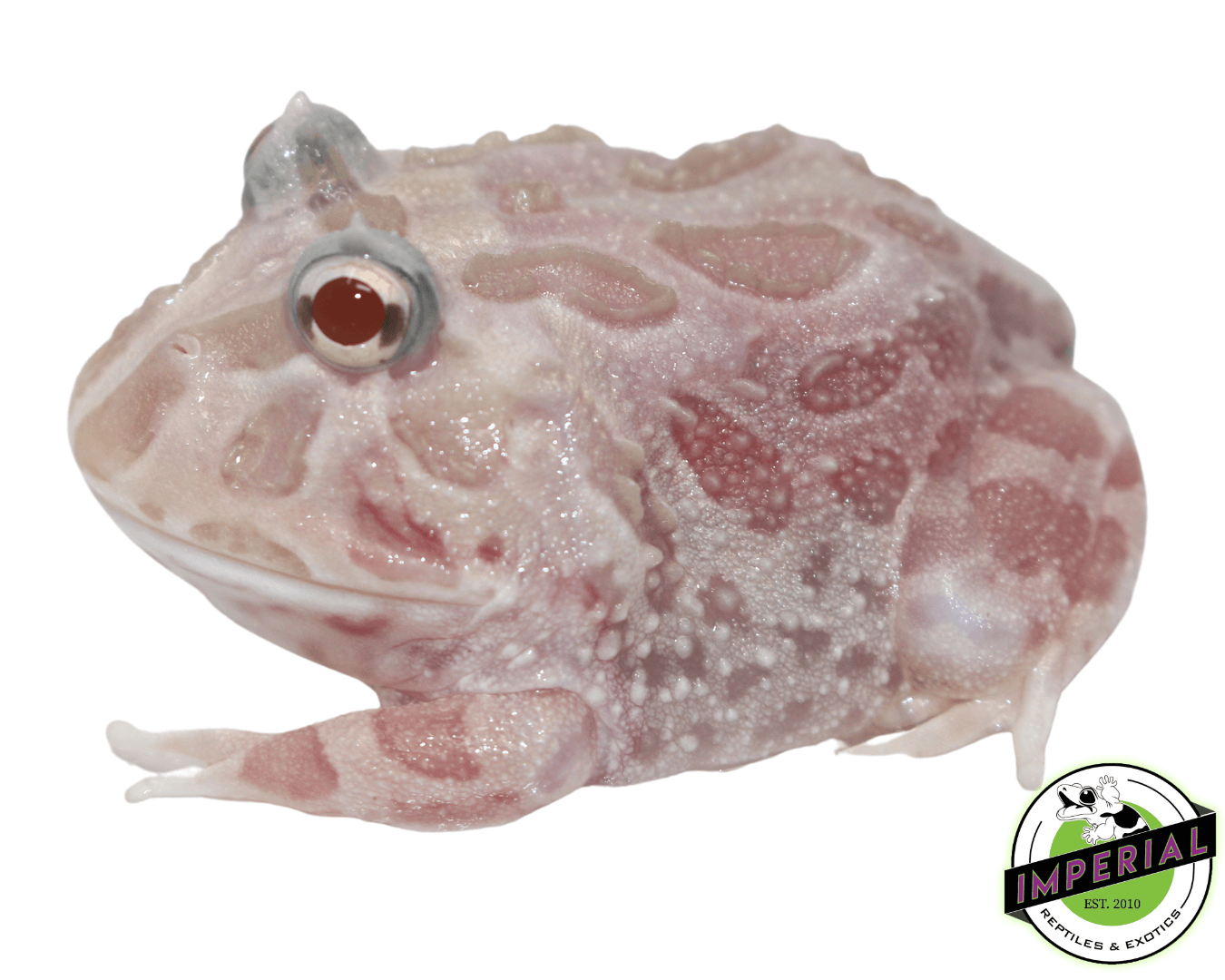 mutant pacman frog for sale, buy amphibians online