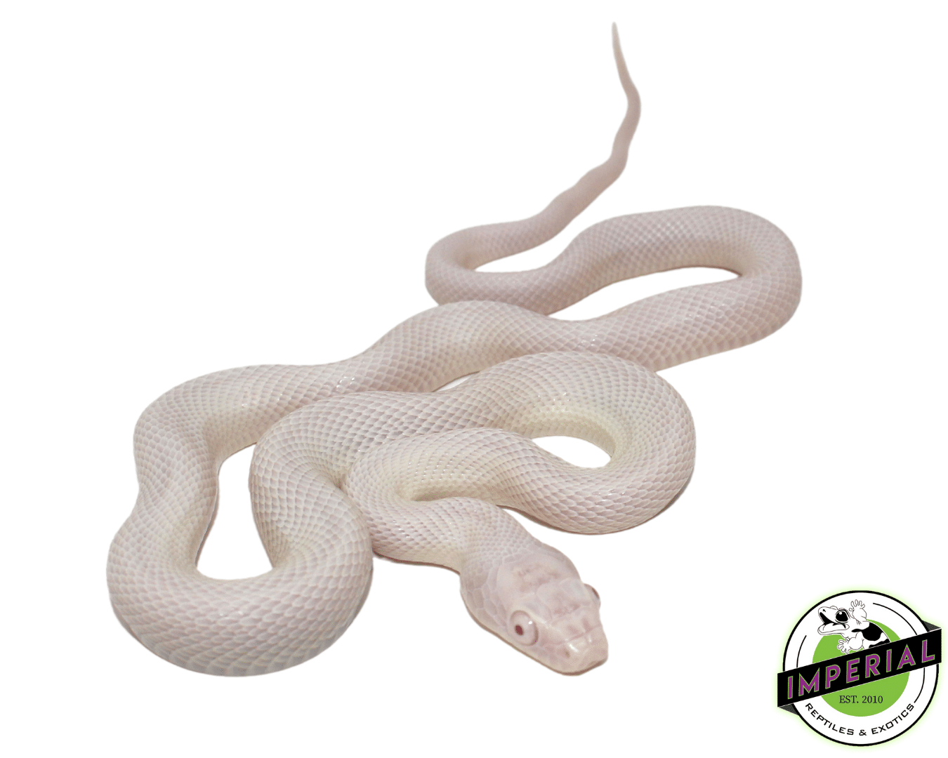 Pink Eye Leucistic Texas Ratsnake For Sale Imperial Reptiles