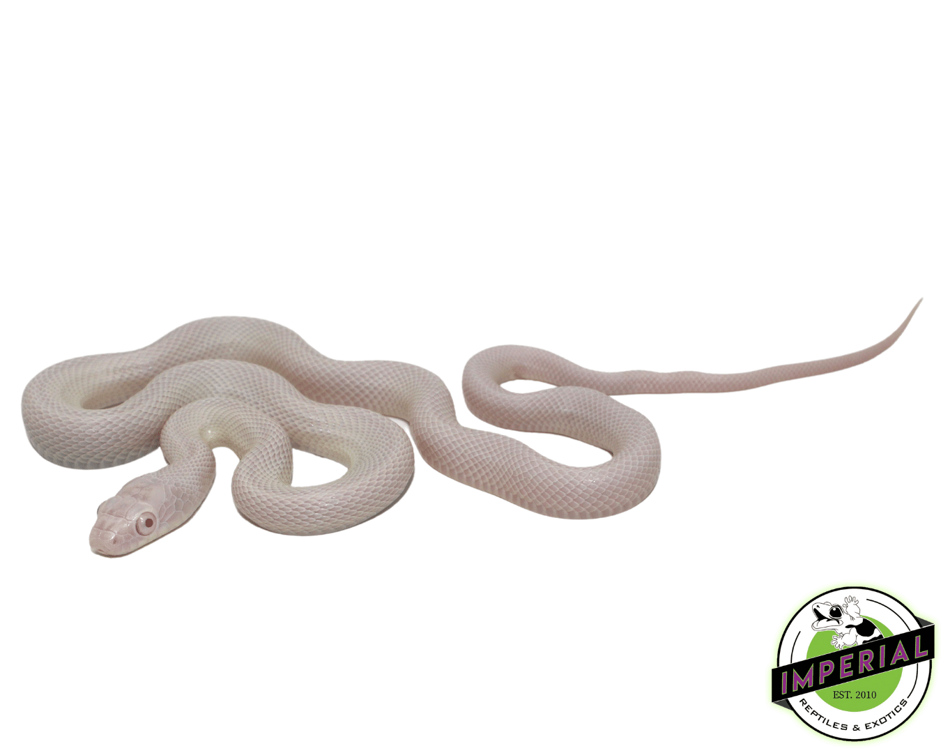Pink Albino Snake
