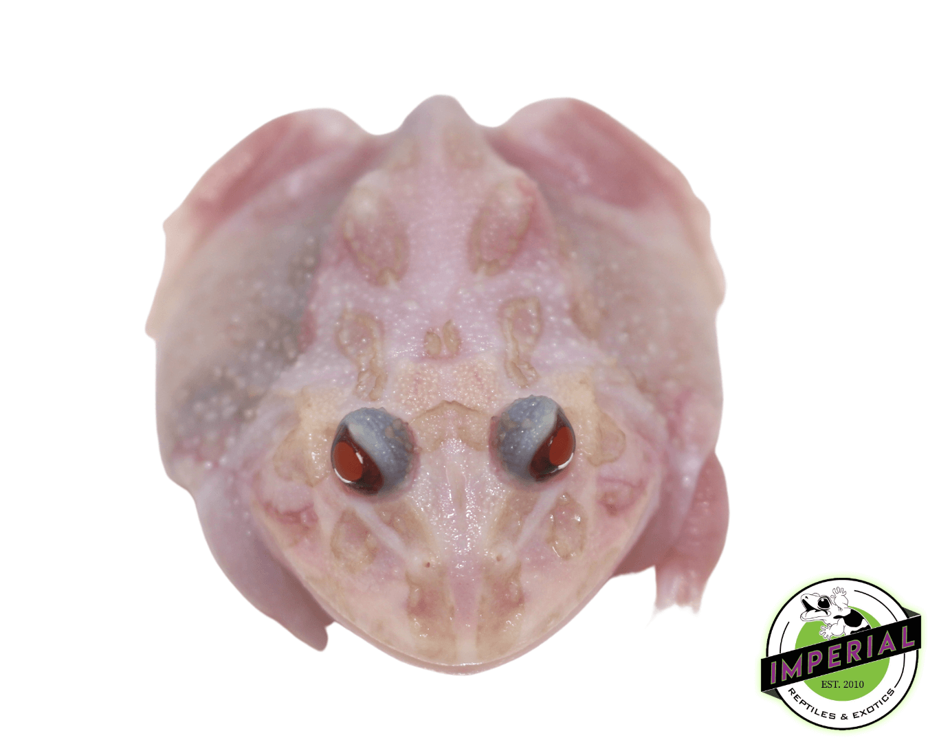 Mutant Pacman Frog For Sale - Imperial Reptiles – IMPERIAL REPTILES