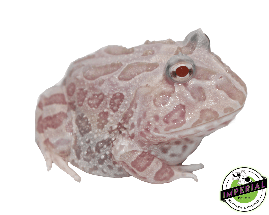 Mutant Pacman Frog For Sale - Imperial Reptiles – IMPERIAL