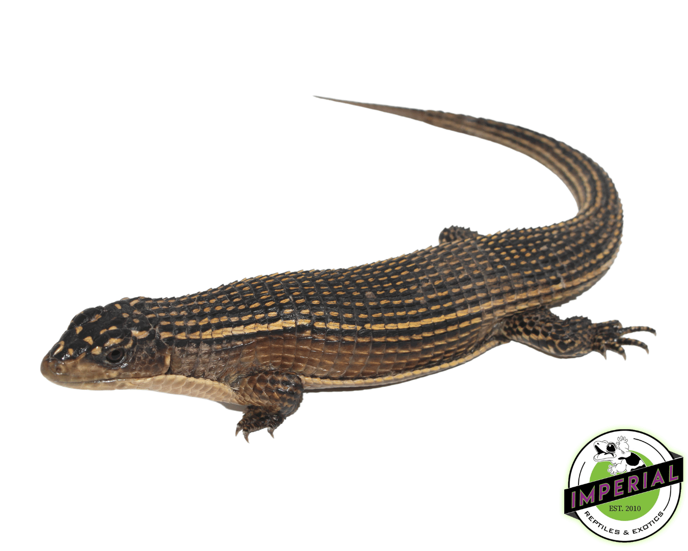 Giant Plated Lizards For Sale Imperial Reptiles IMPERIAL REPTILES