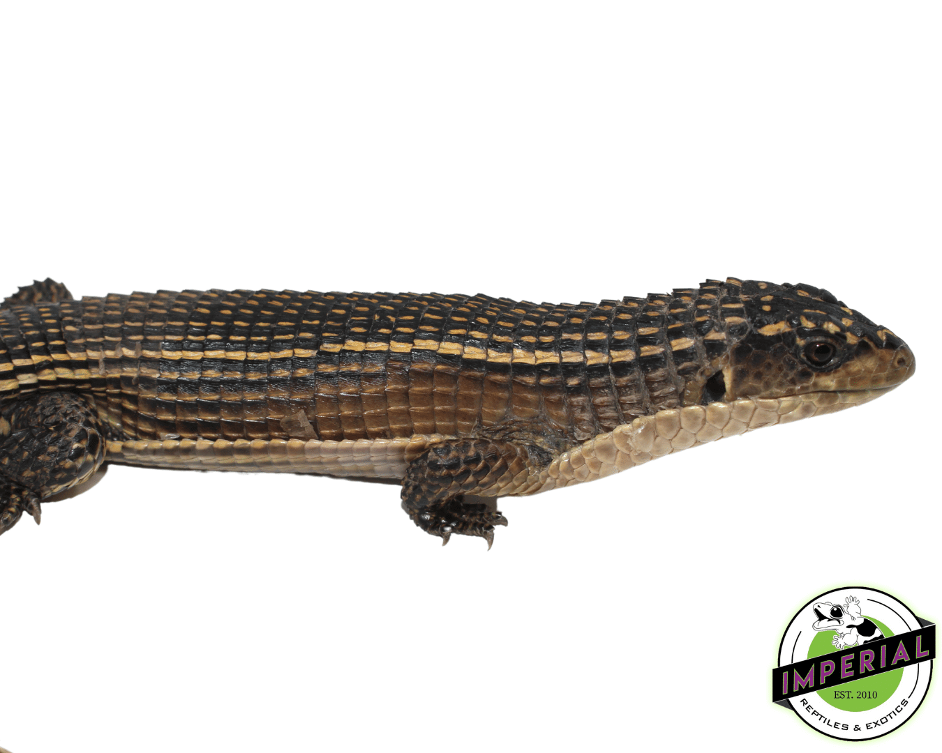 Giant Plated Lizards For Sale Imperial Reptiles IMPERIAL REPTILES