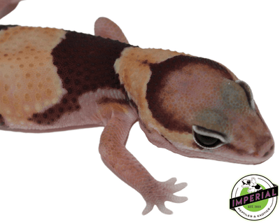 Banded ph Amel Zulu African Fat Tail gecko for sale, buy reptiles online