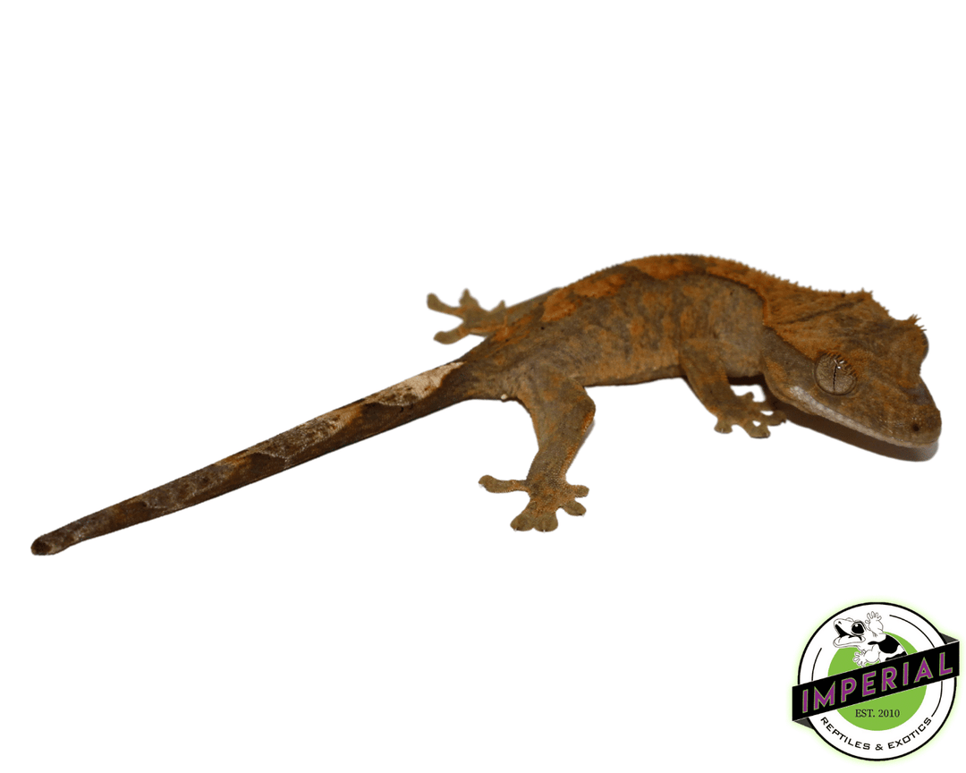 High End Crested Gecko For Sale Imperial Reptiles – IMPERIAL