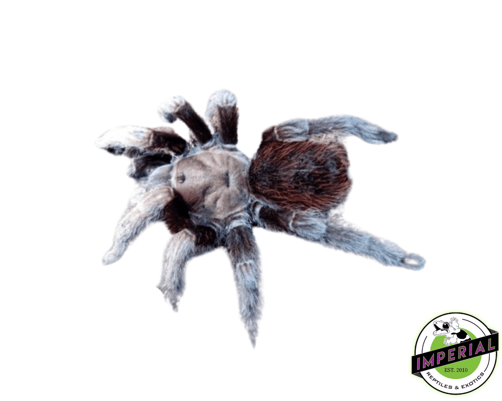 puebla-tarantula-for-