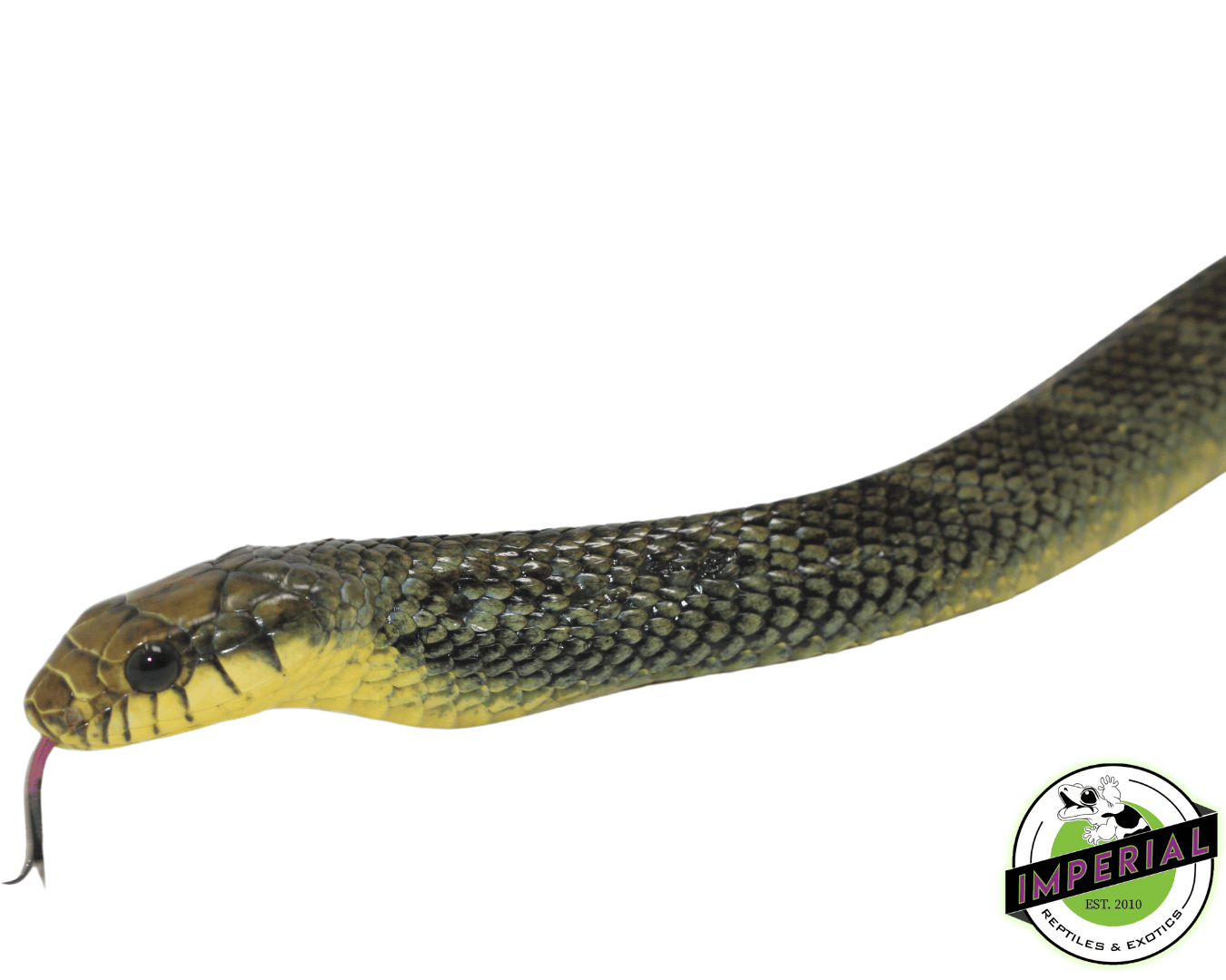 yellow puffing snake for sale, buy reptiles online at cheap prices