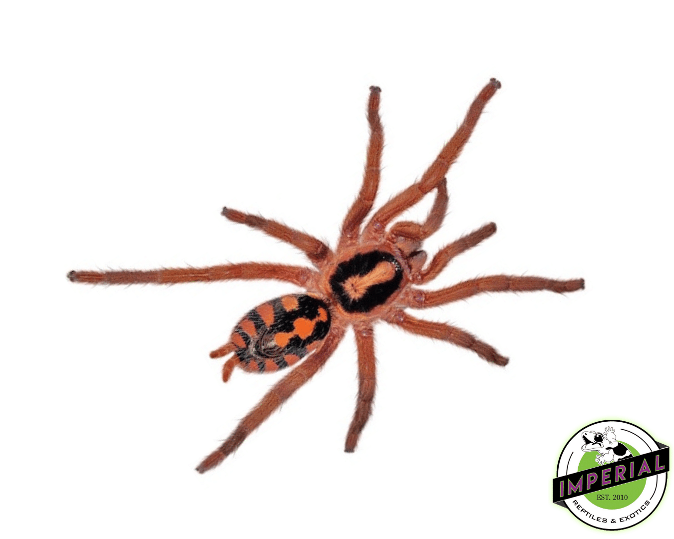 True Pumpkin Patch Tarantula For Sale Imperial Reptiles IMPERIAL
