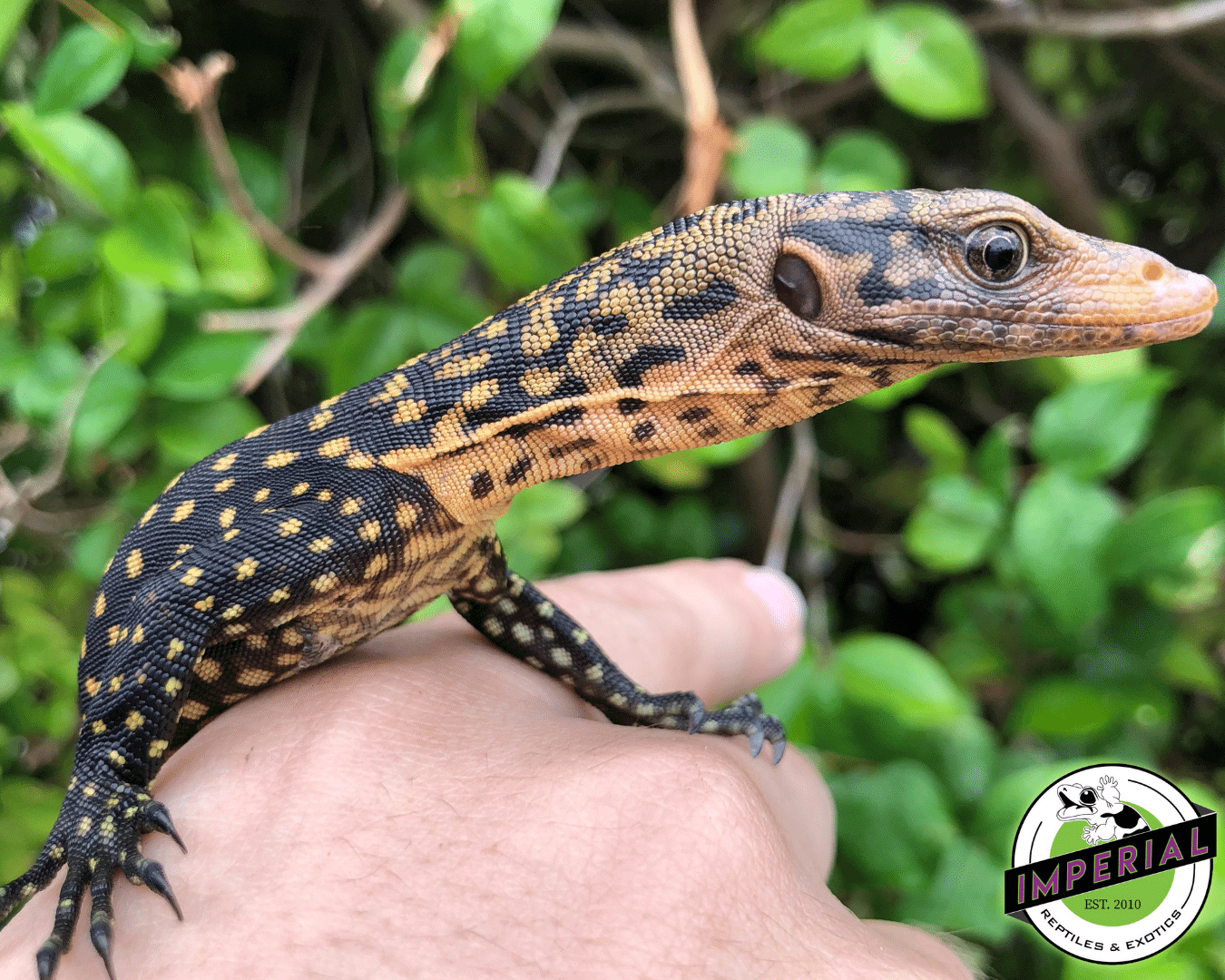 quince monitor lizard for sale, buy reptiles online