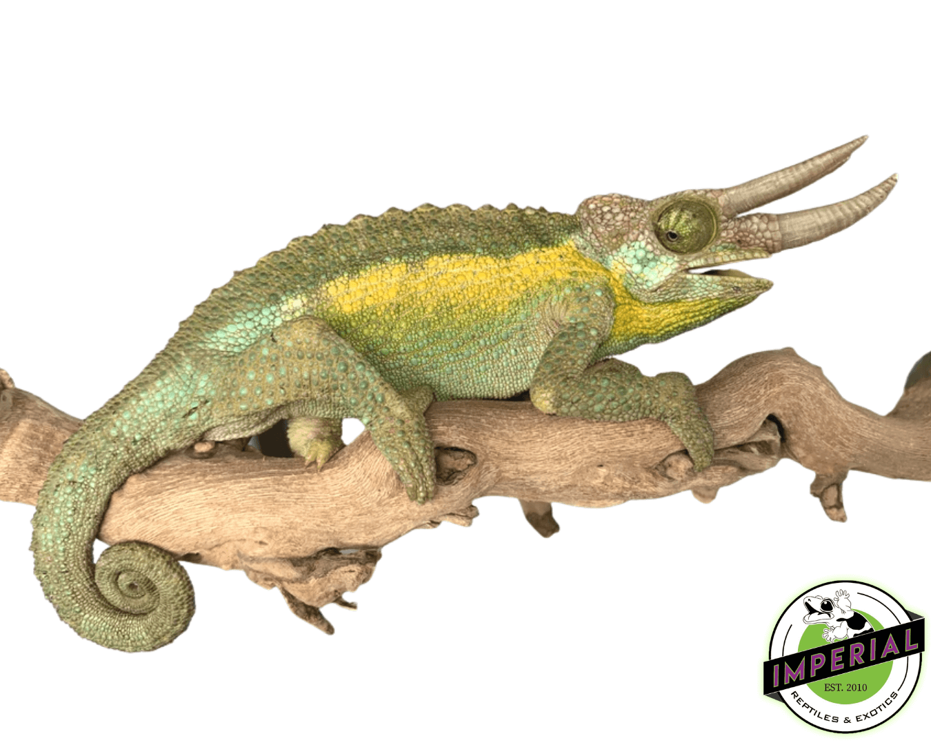 "Rainbow" Jackson's Chameleon For Sale Imperial Reptiles IMPERIAL REPTILES & EXOTICS