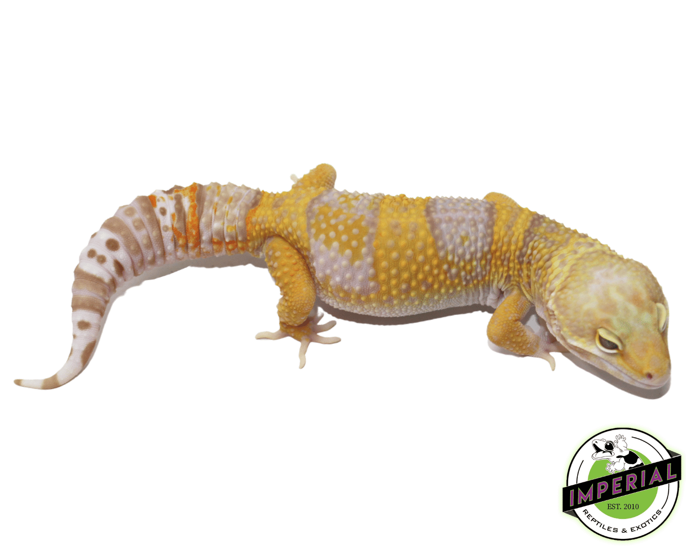 rainwater leopard gecko for sale, buy reptiles online