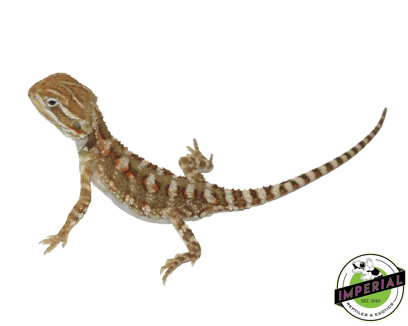 Rankins Dragon For Sale Imperial Reptiles IMPERIAL REPTILES & EXOTICS